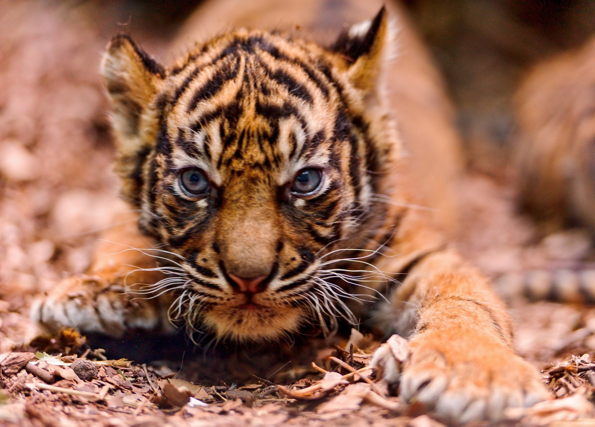 enojado en sigilo tigre hocico pequeño