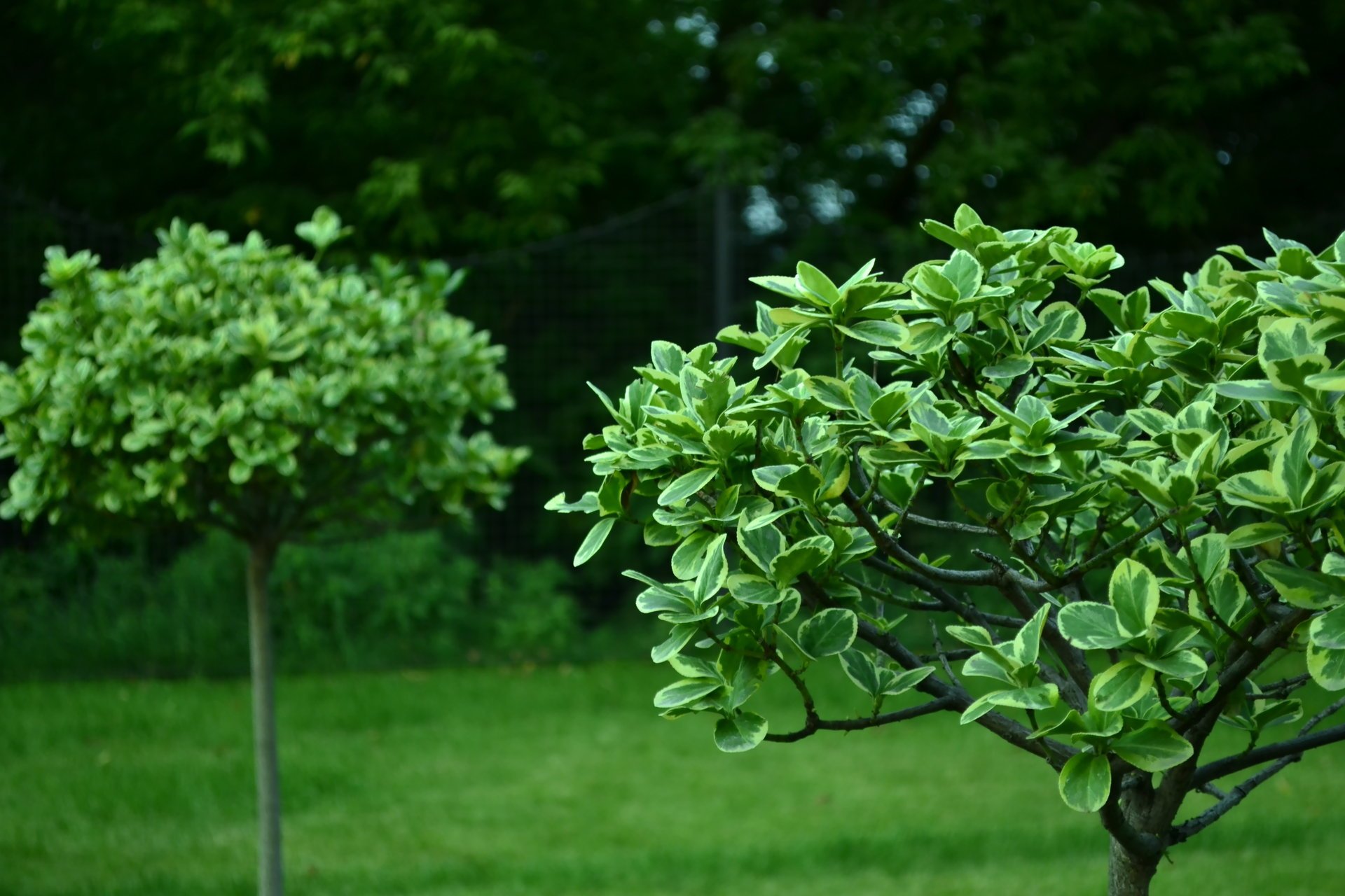 verdure buissons nature