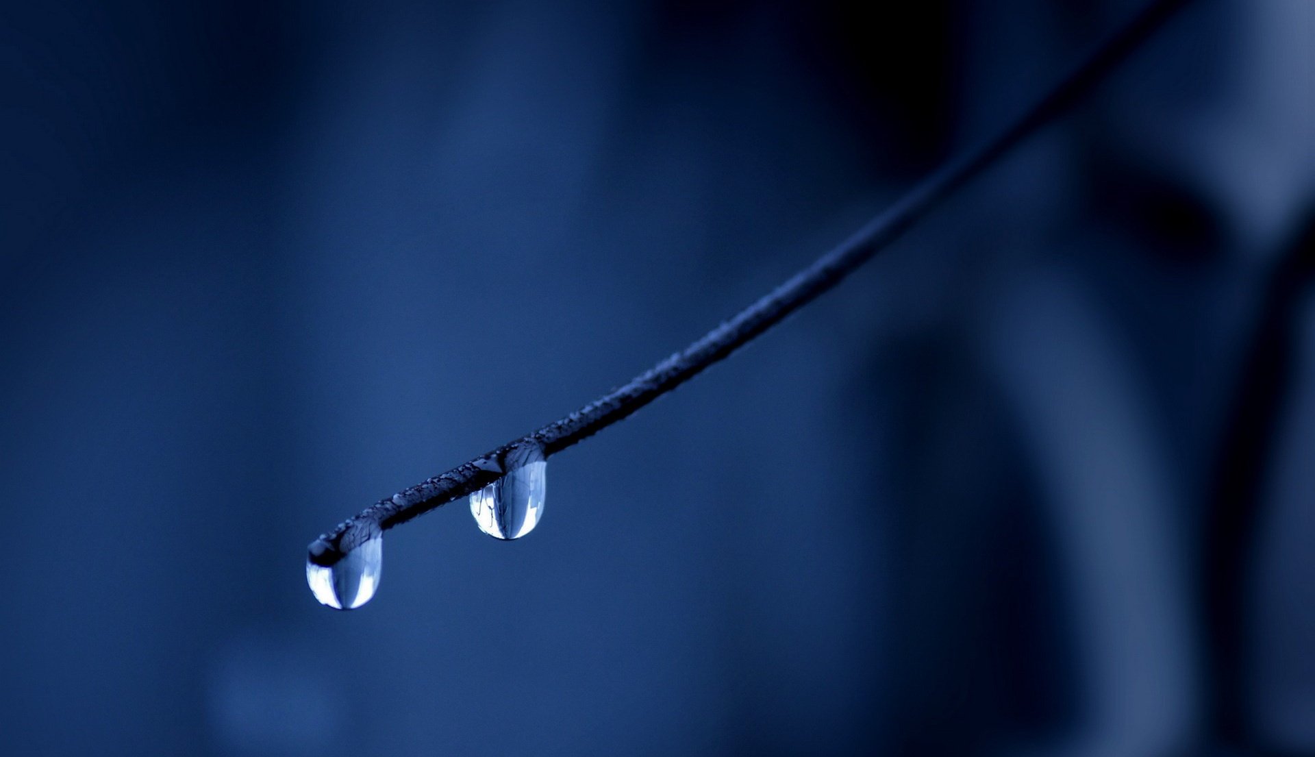 drops branch droplets blue background