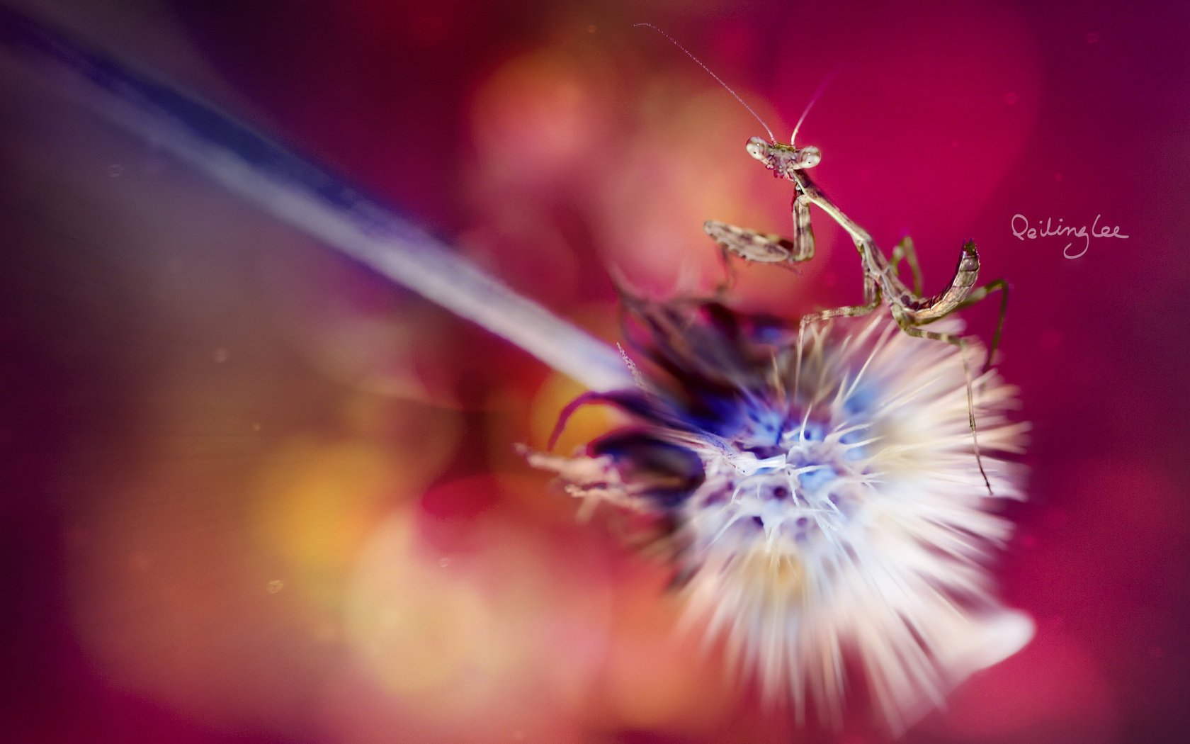 flor mantis religiosa fondo macro