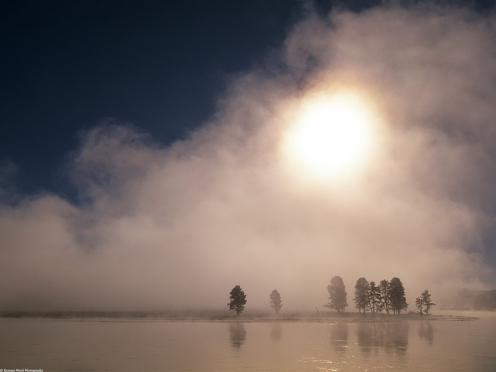 sole alberi nebbia