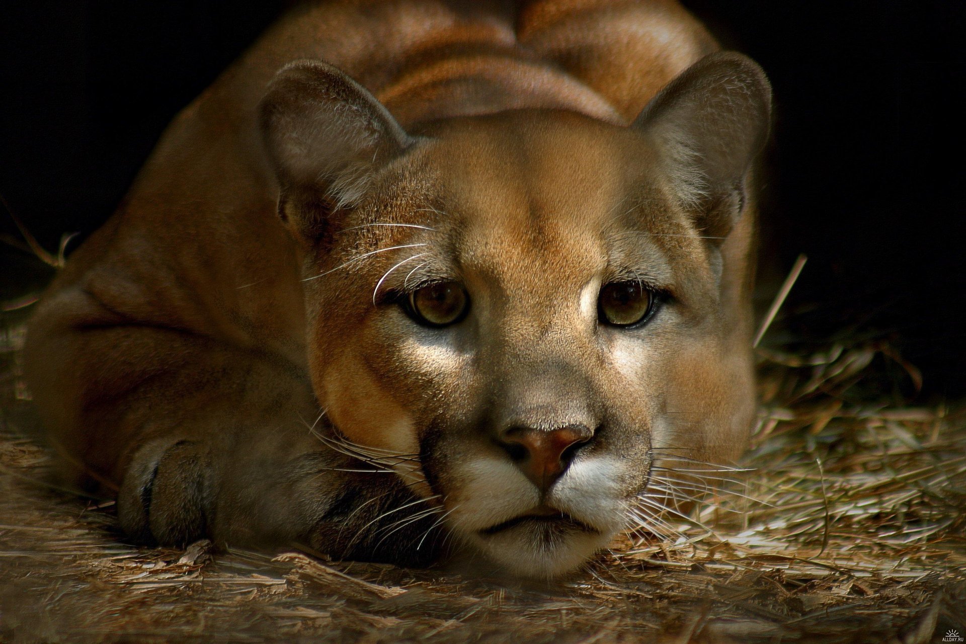 vista bigote hocico puma puma león de montaña triste