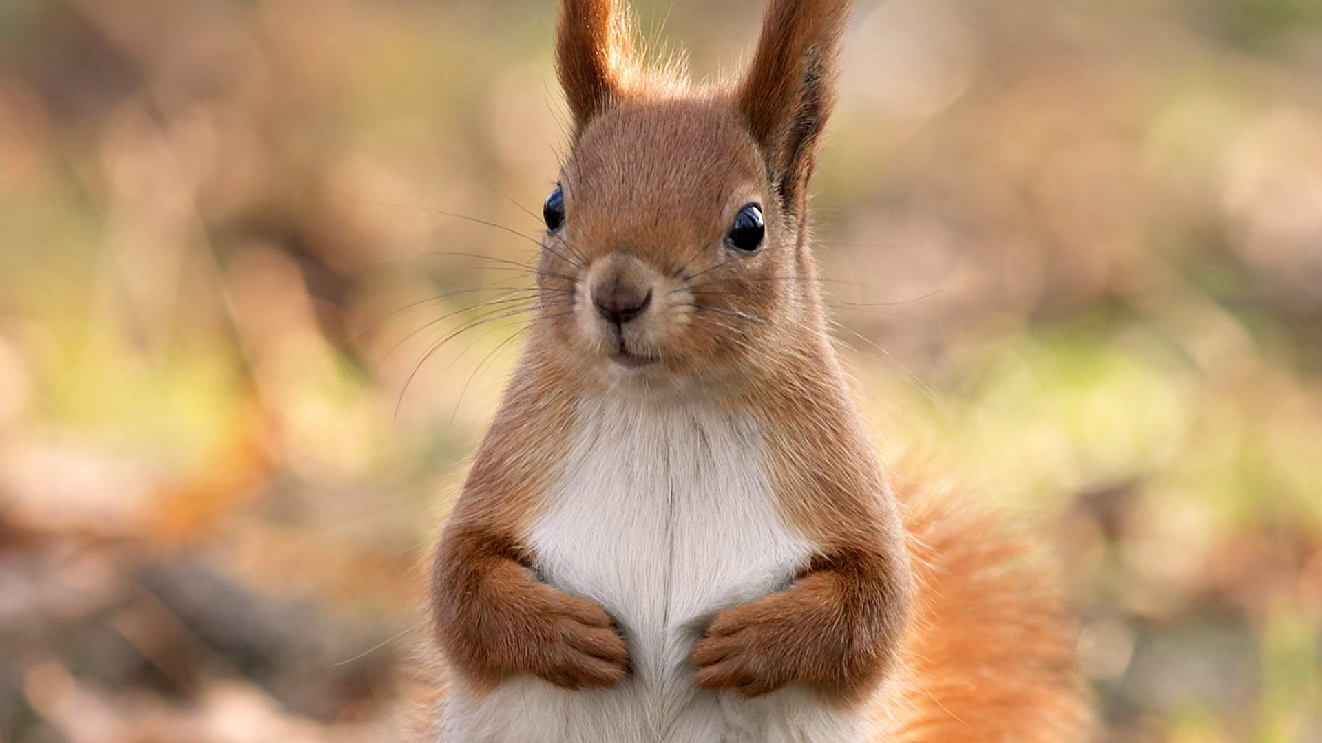 écureuil animal joliment forêt gros plan