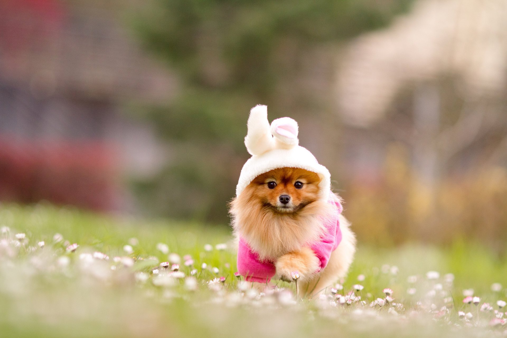 spitz lapin chien costume roux