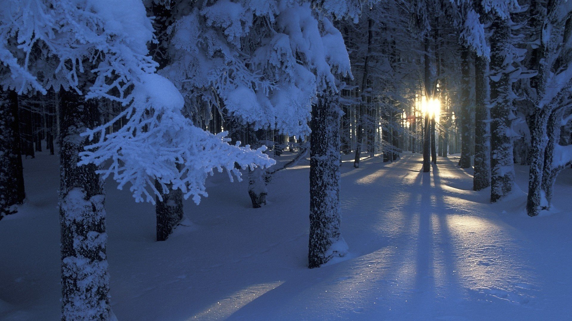 winter branches trees lights the sun snow light forest