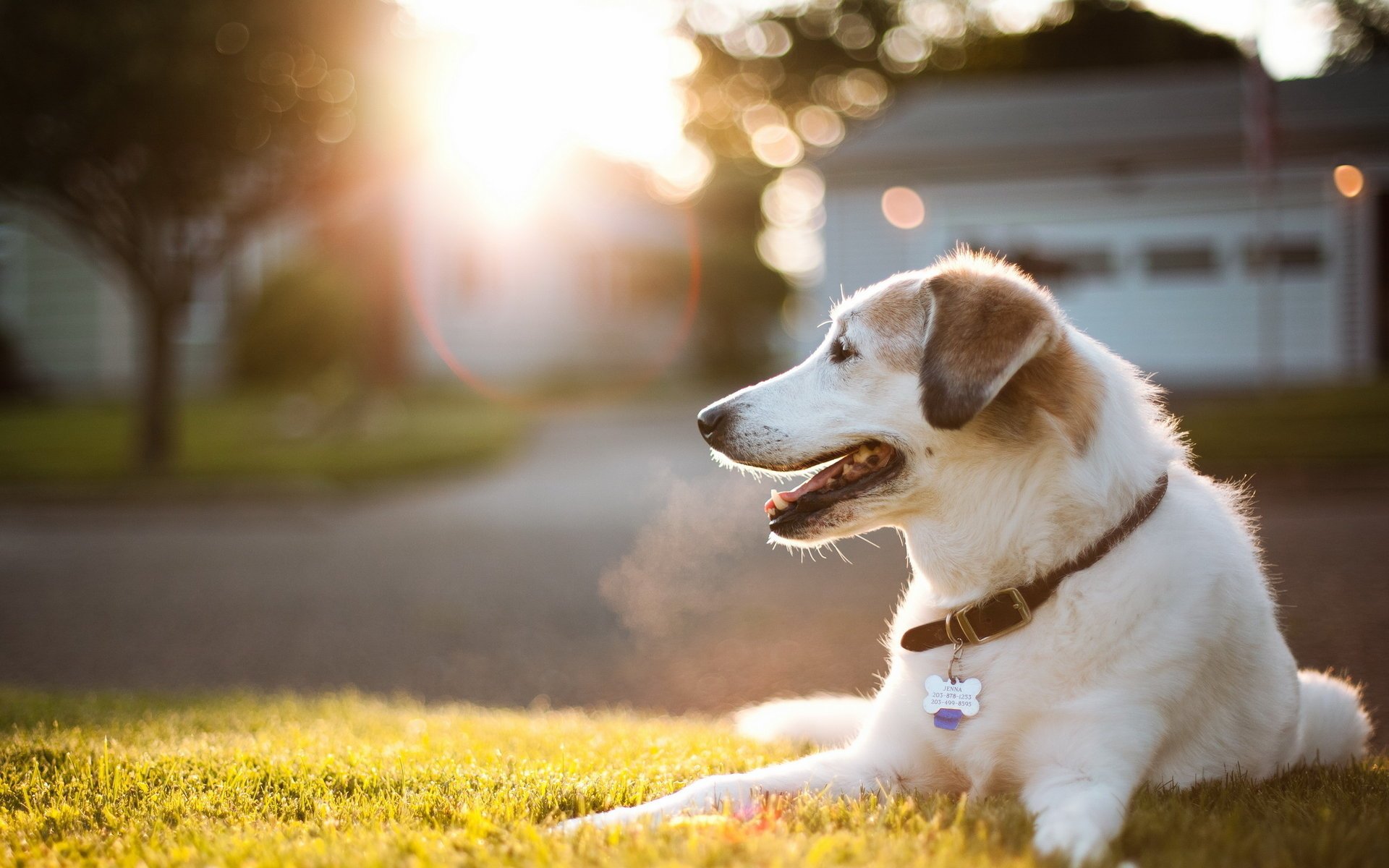 perro luz calle