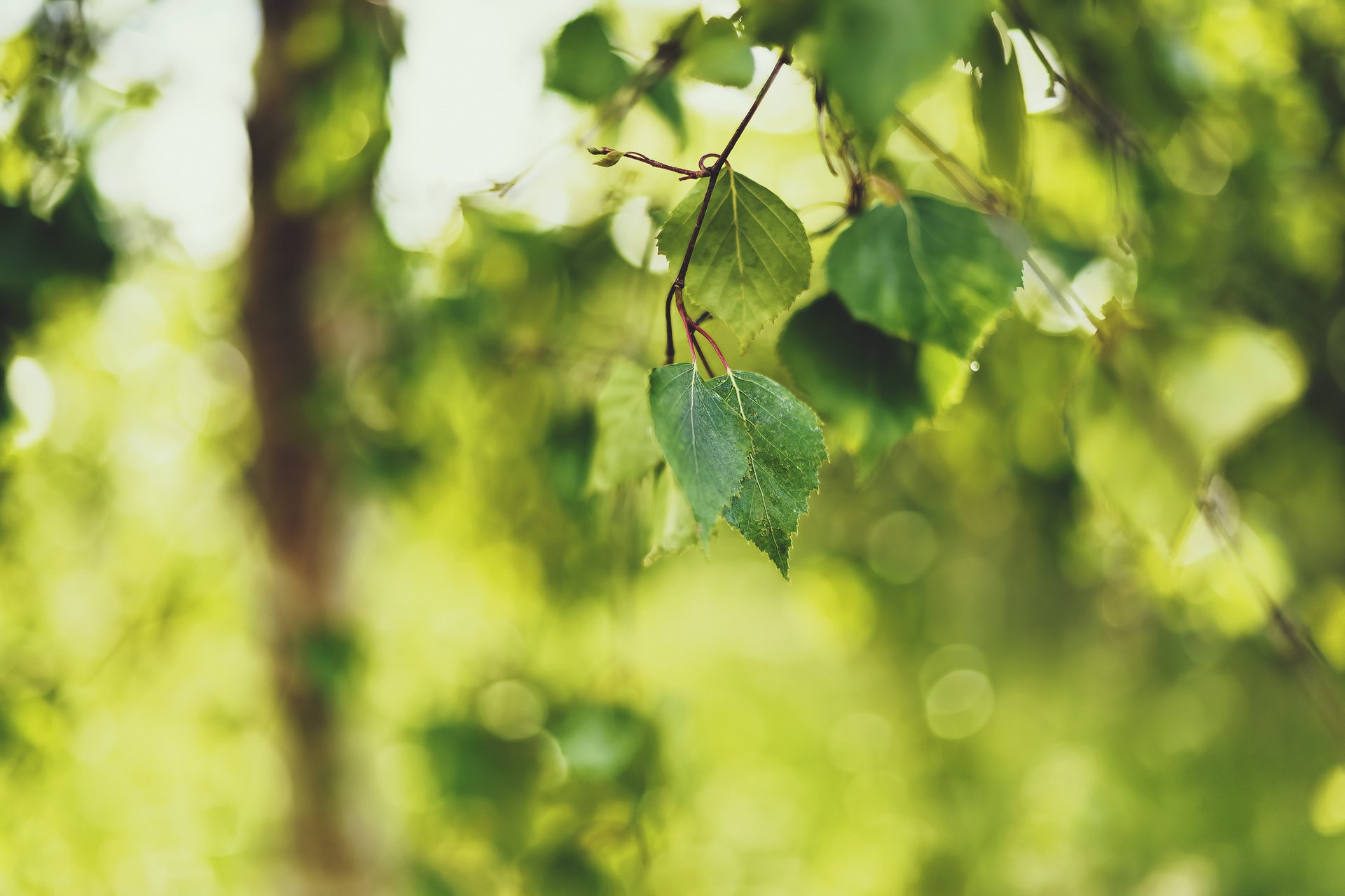 greens sprig summer birch leave