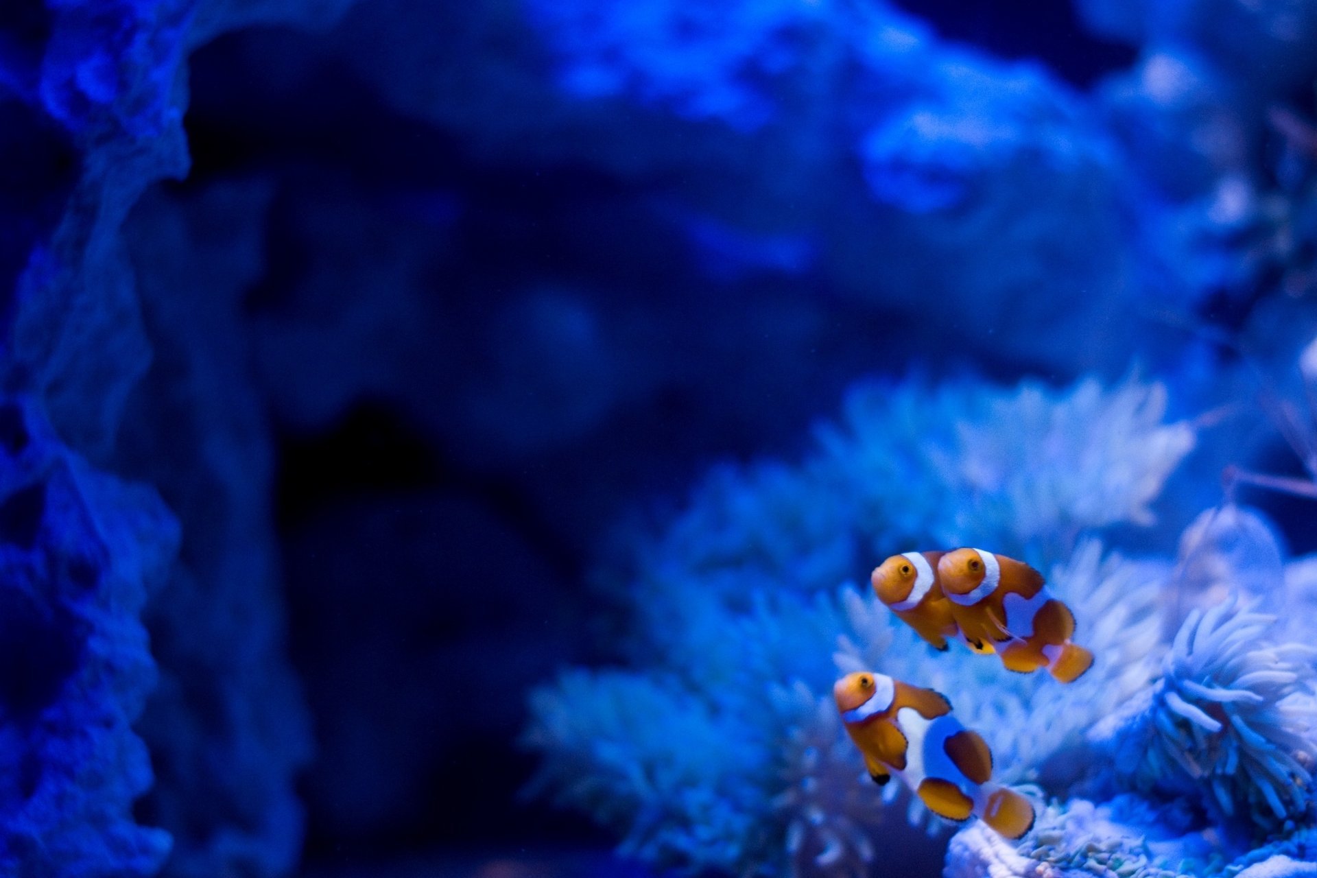 acquario pesci pagliaccio rocce alghe