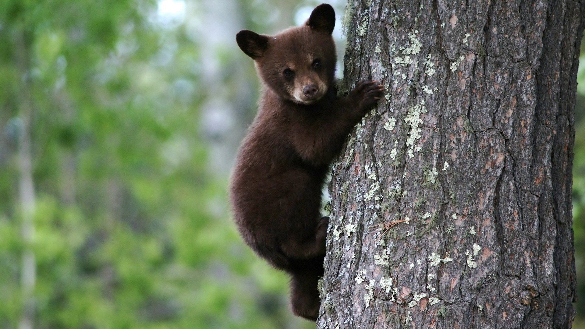 orso marrone su un albero orso