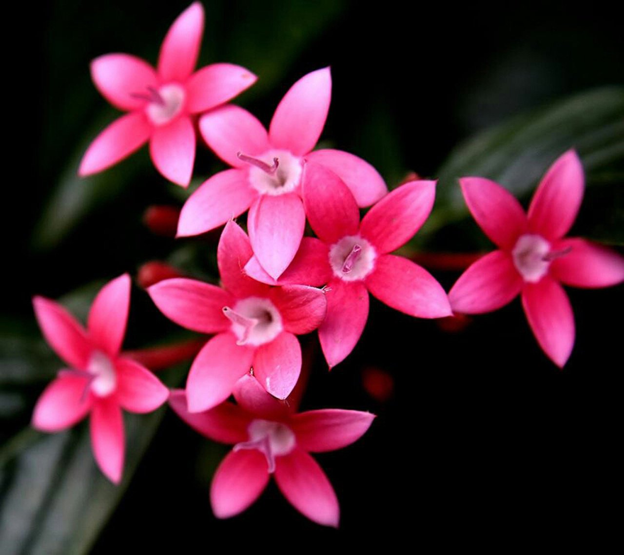 flowers pink