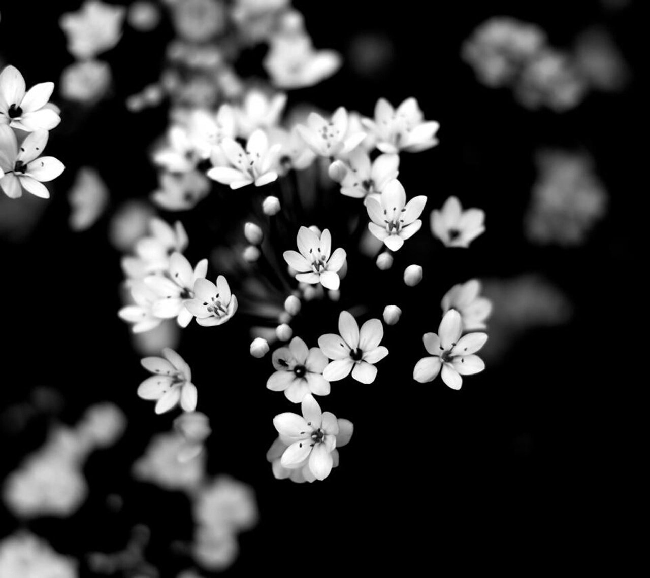 fiori natura bianco e nero