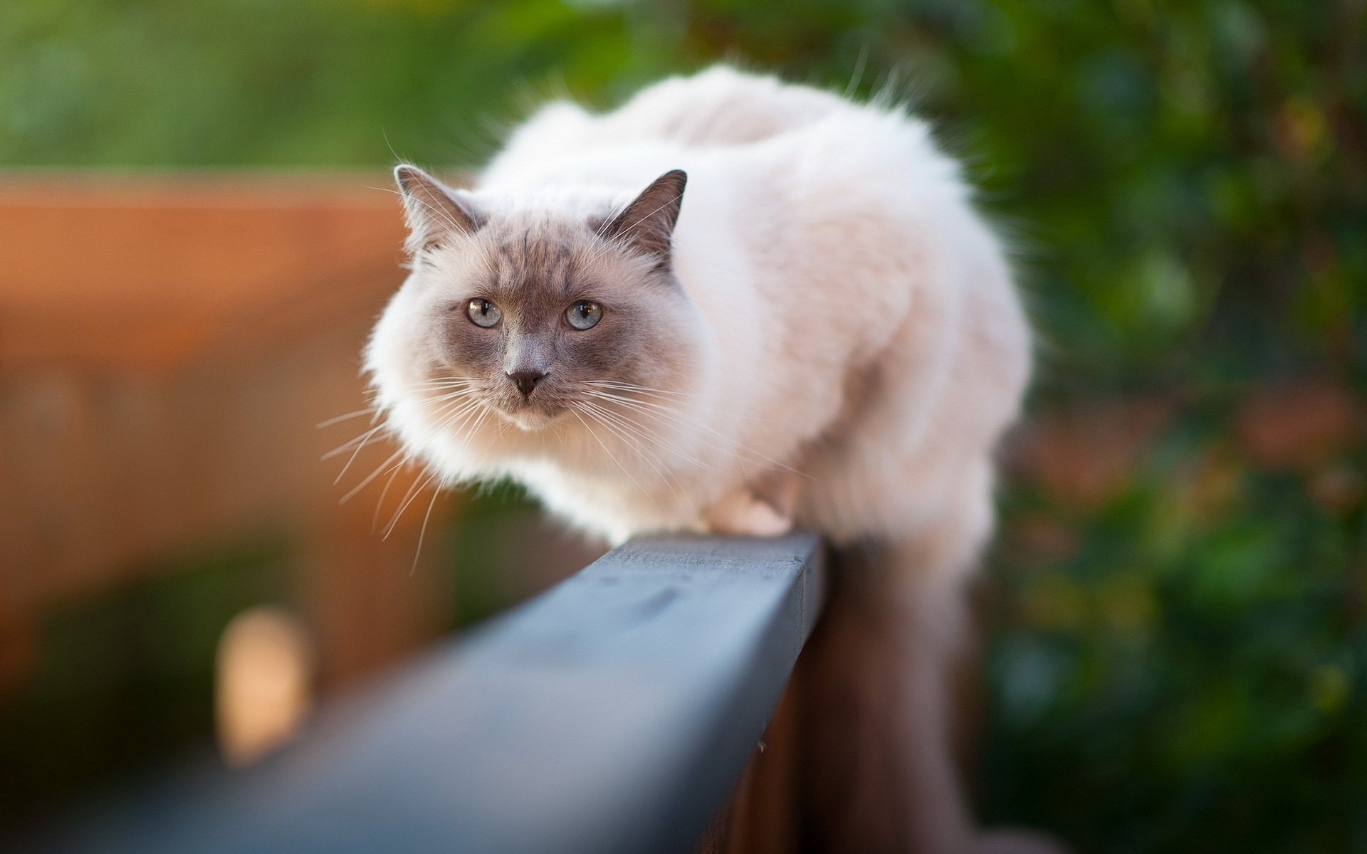 the fence background cat