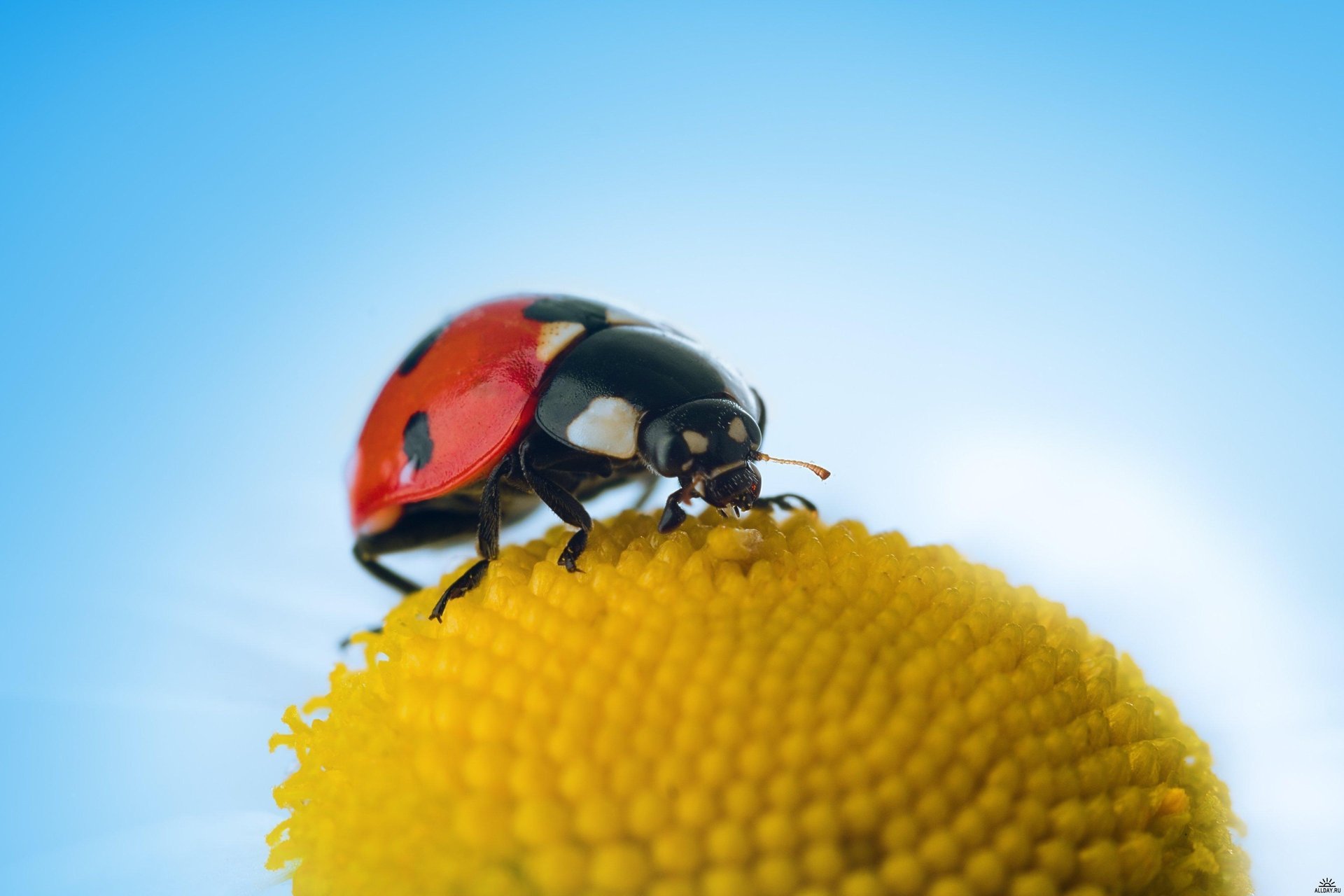 coccinella natura foglia bellezza