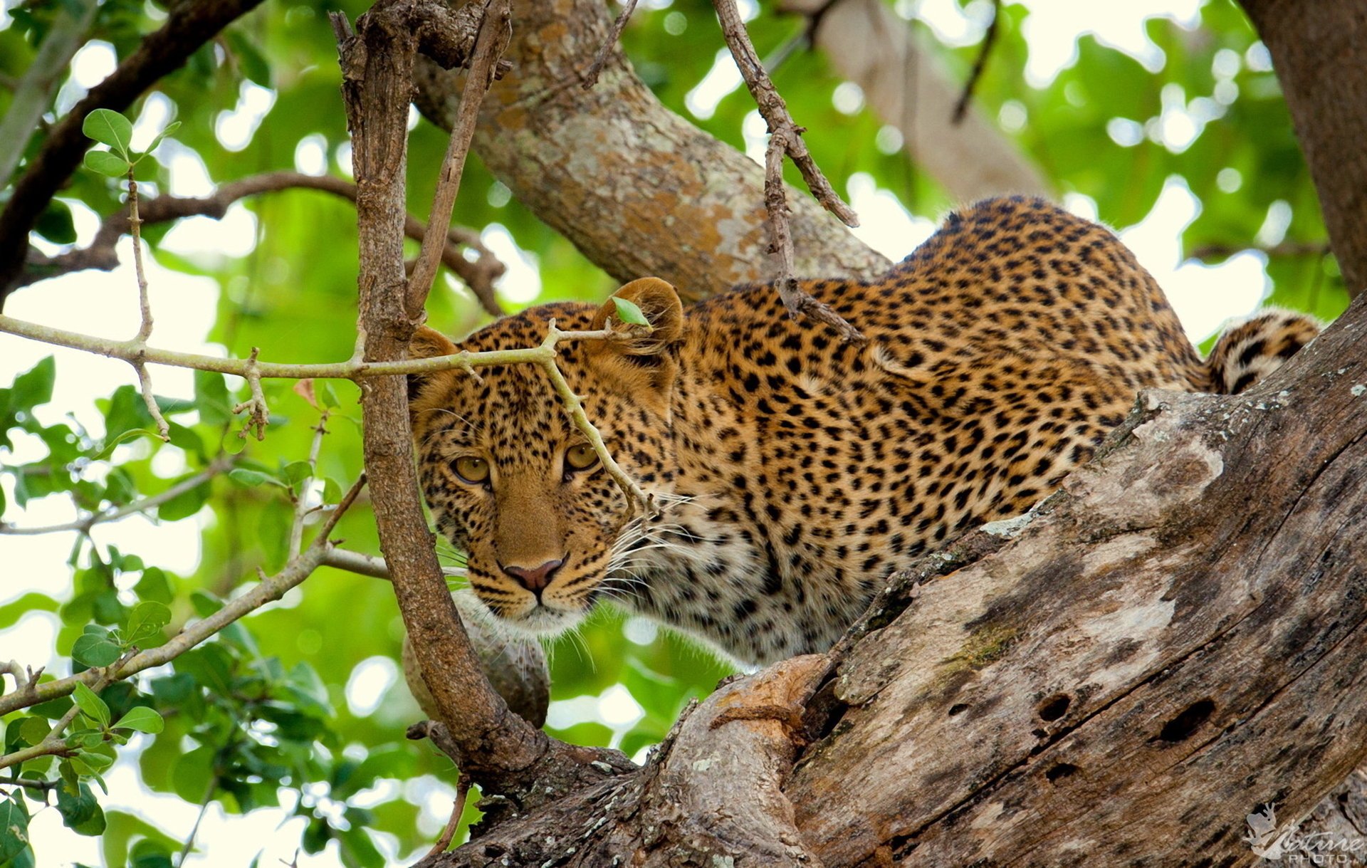 leopard blick baum laub