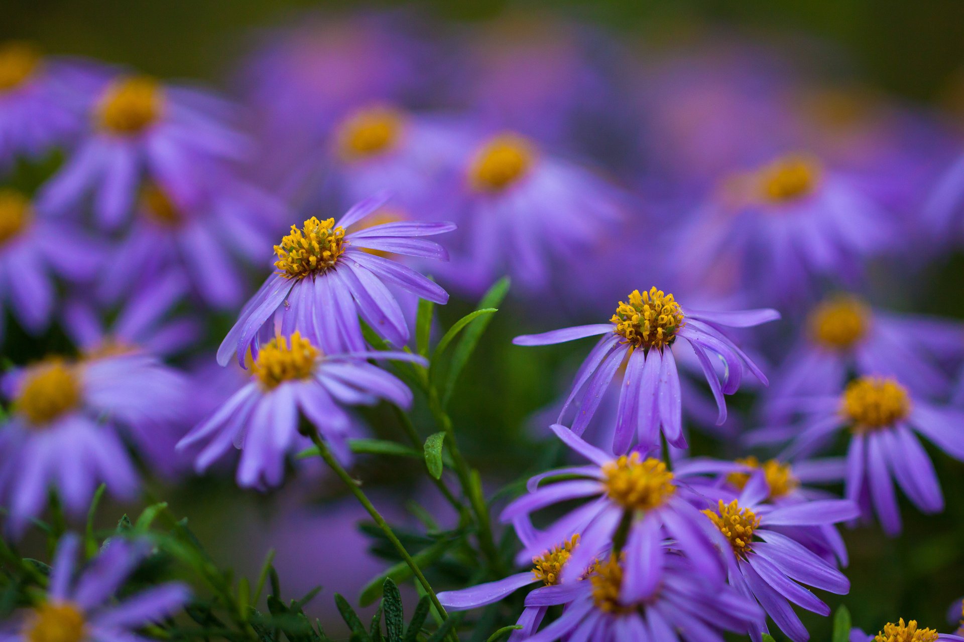 blumen gelb grün lila