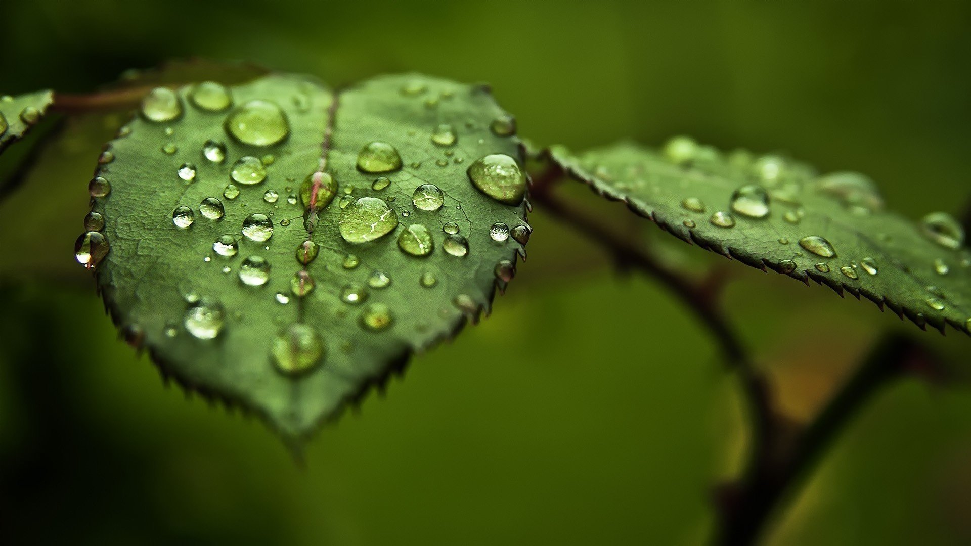 blätter wasser grüns tau tropfen makro