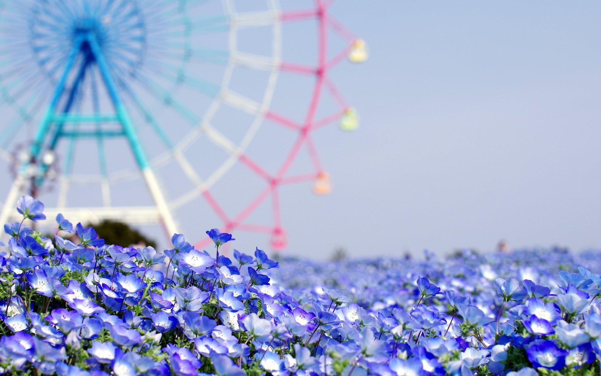 flores fondo verano