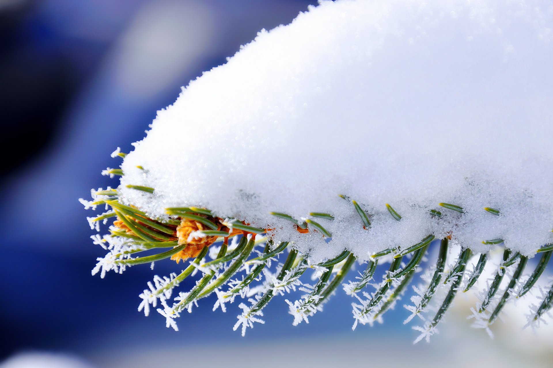 macro spruce snow branch needles winter