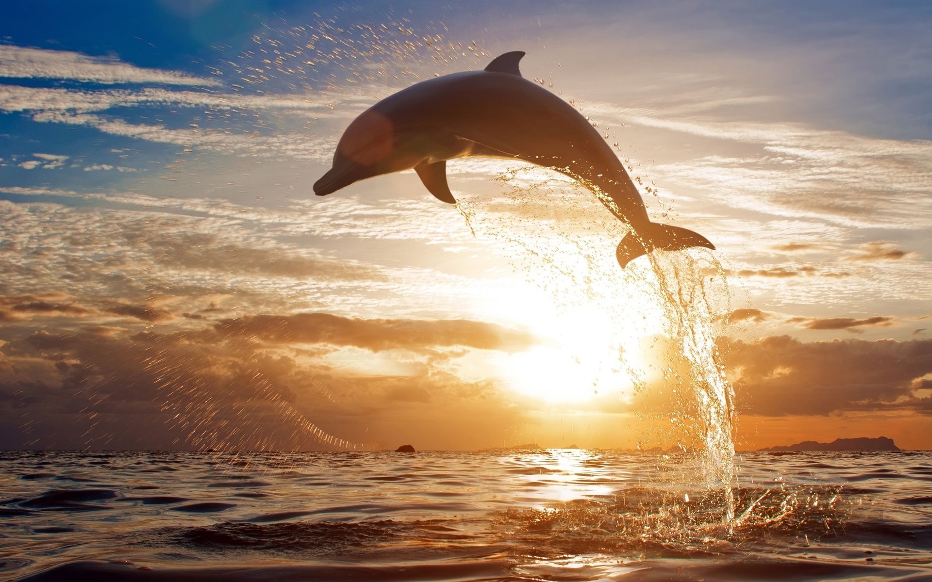 delfino oceano tramonto acqua spruzzi nuvole cielo