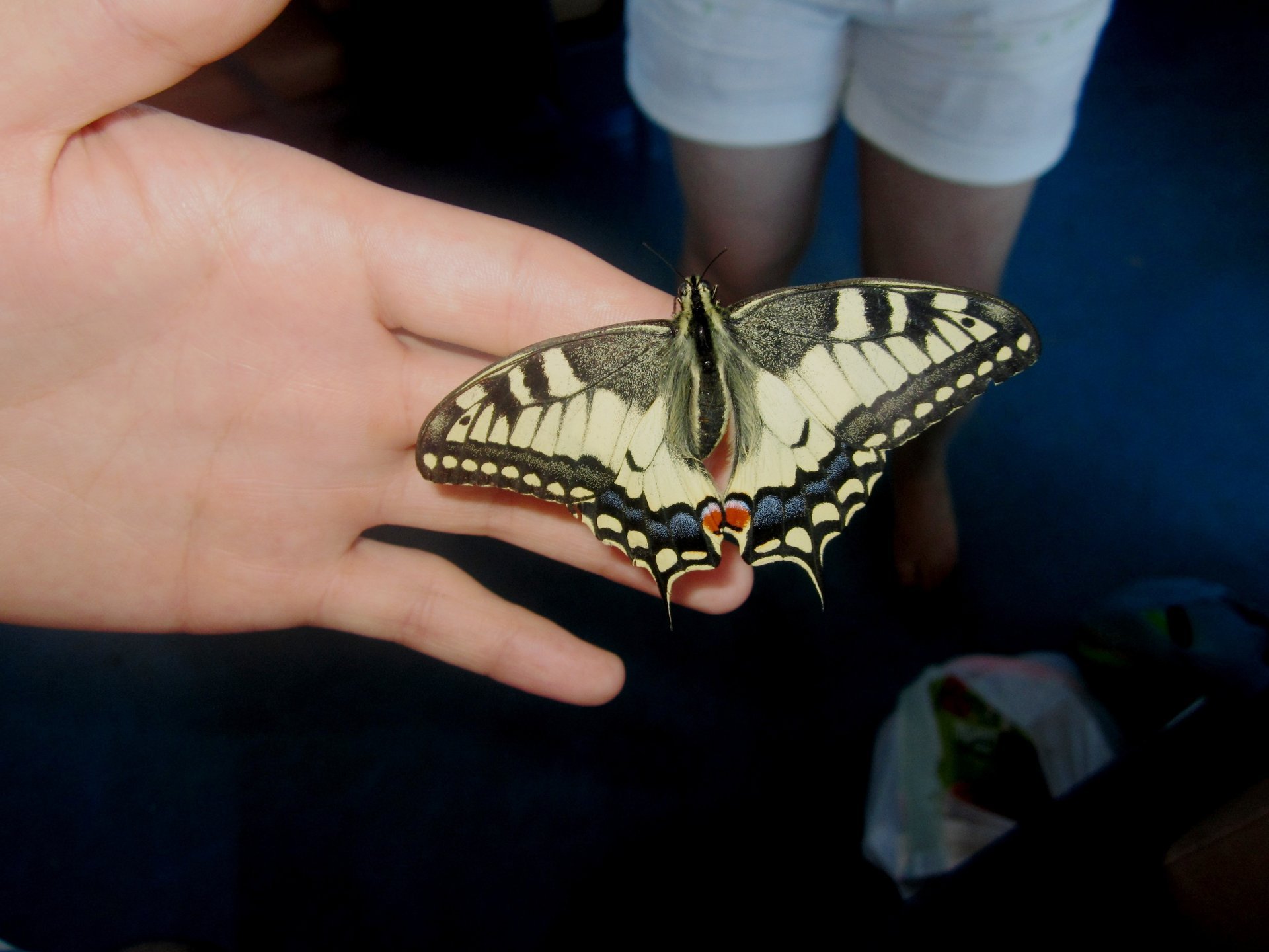 mariposa verano foto