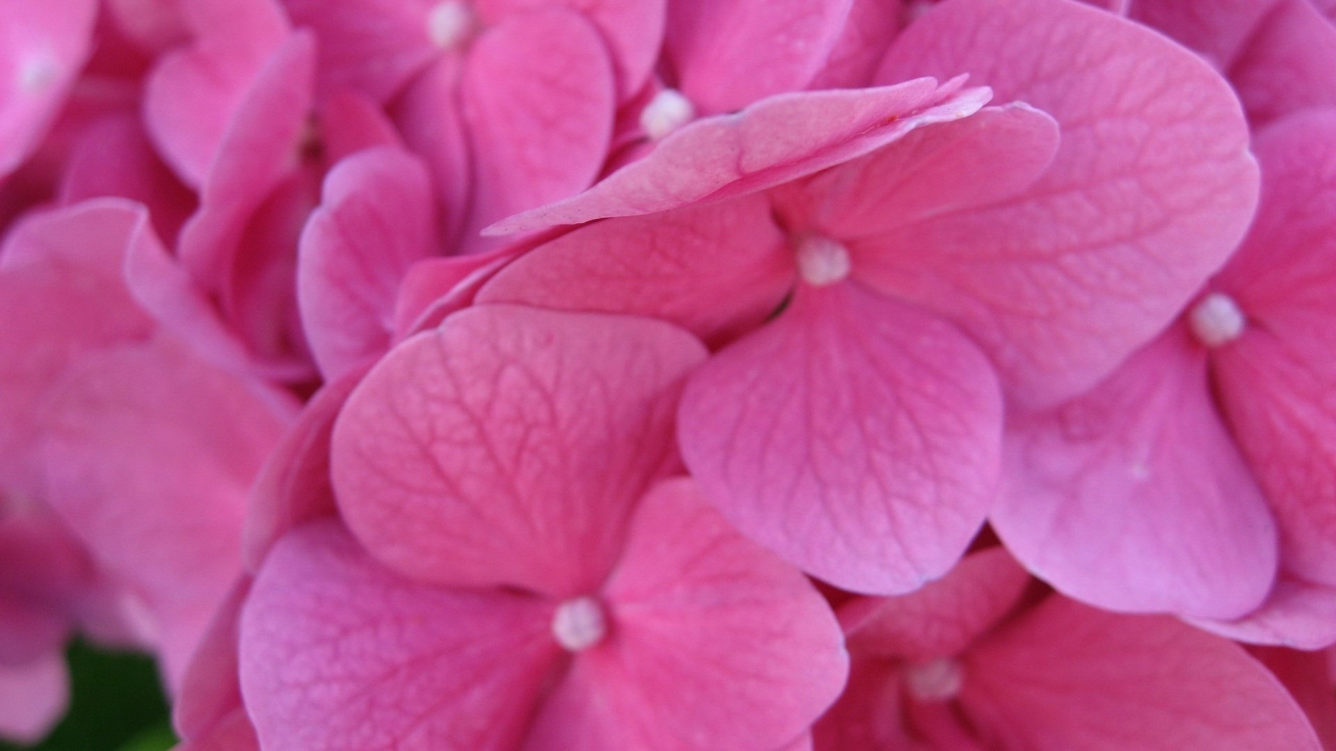 hydrangea 19201200 flowers macro wallpaper