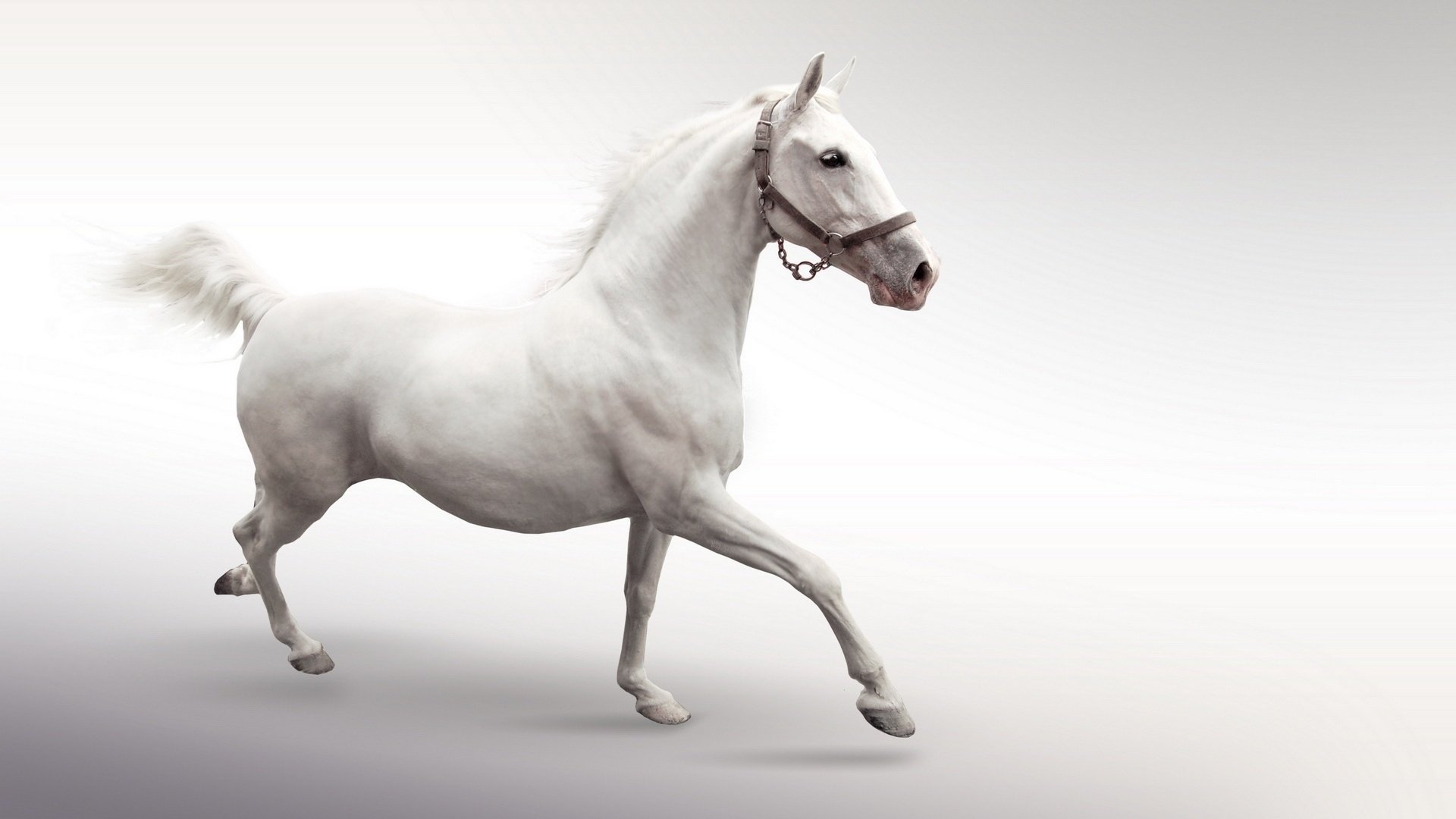 horse galloping horse running white