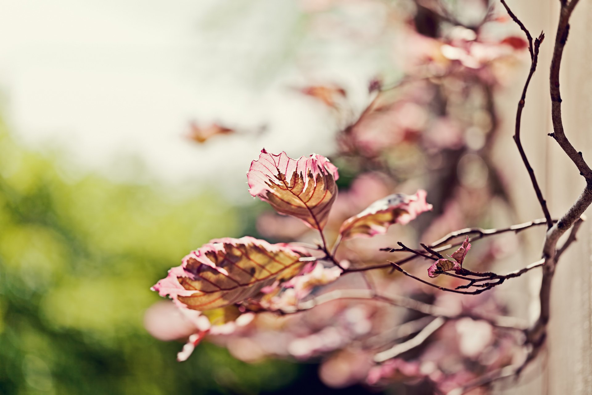 leaves focus sprig branch