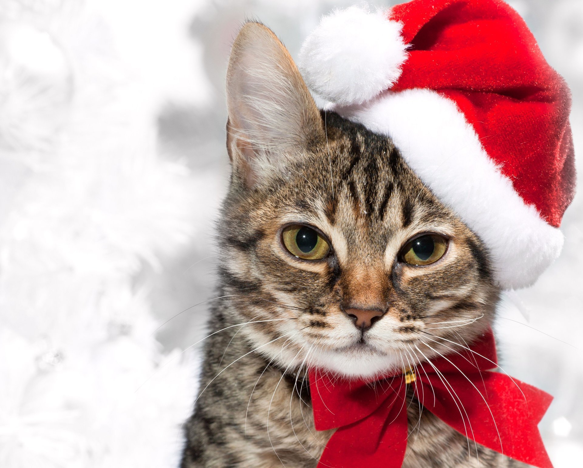 neujahr feiertage bogen katze katze neujahr rauchig rot