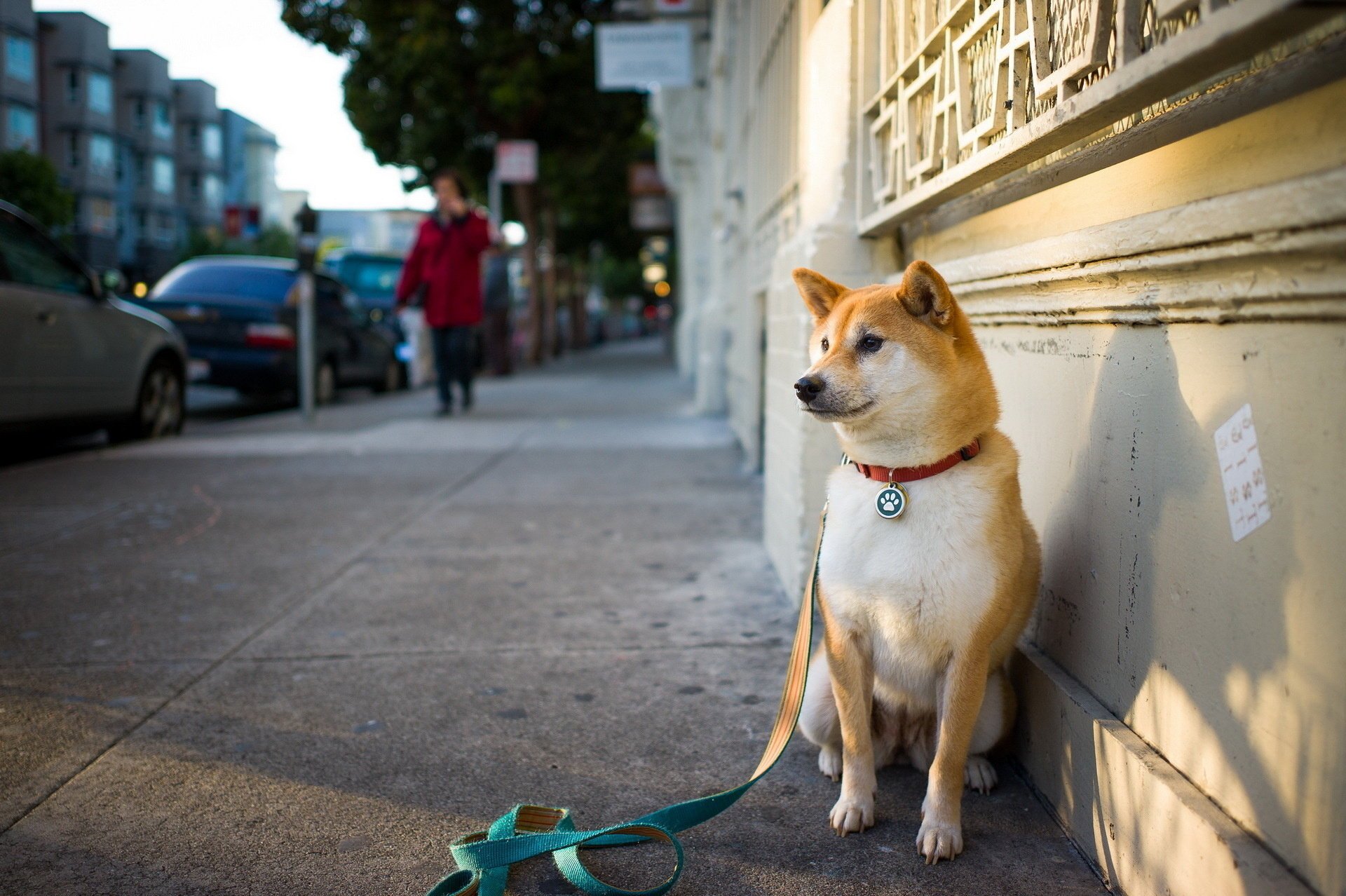 straße freund hund