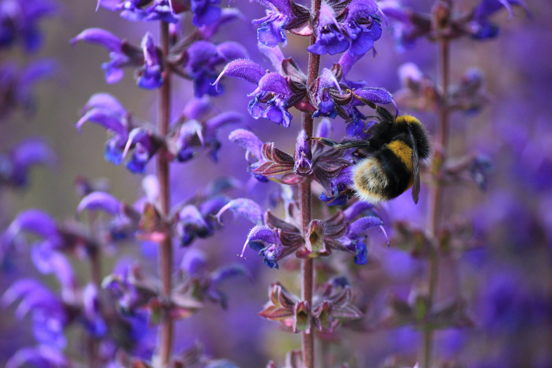 flores macro lila abeja abejorro primavera insecto