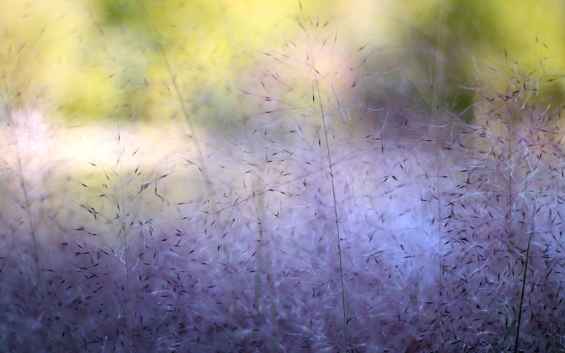 gros plan plantes peintures buissons nature violet herbe