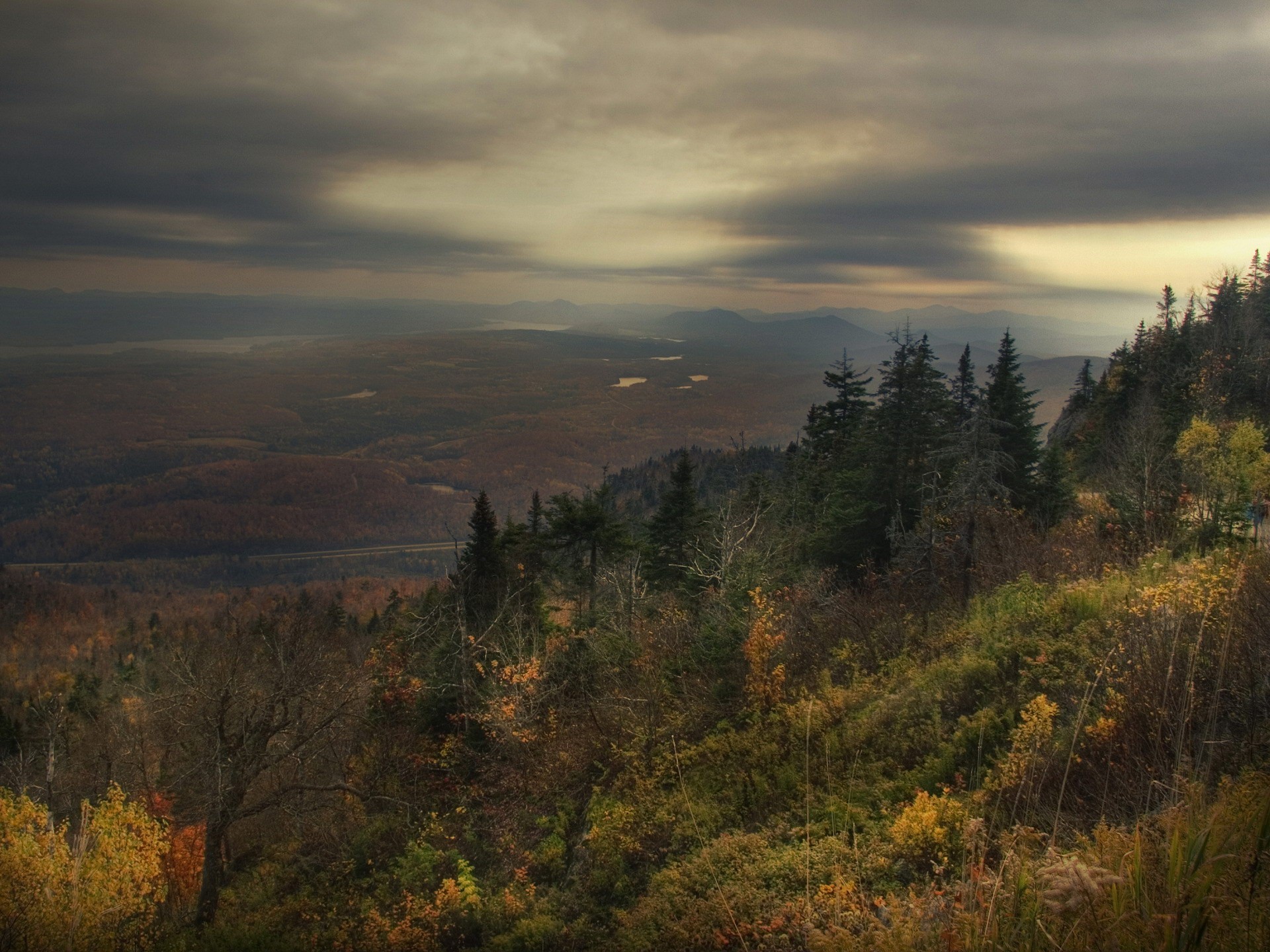 autumn forest sadne