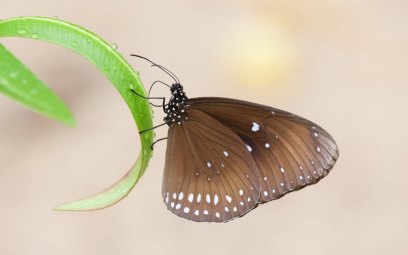 schmetterling braun blätter gras