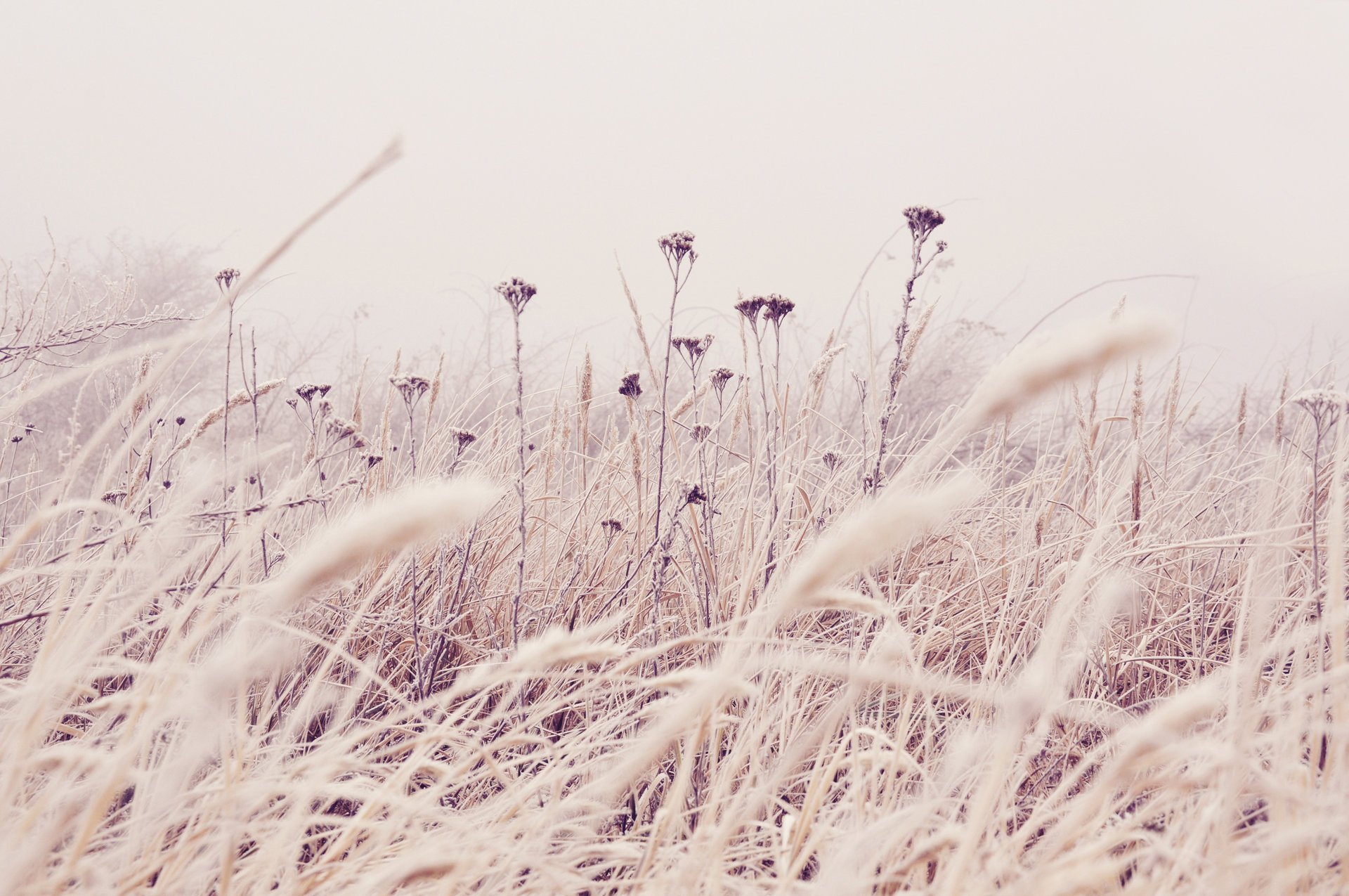 blumen 2560x1700 stängel gras feld pflanzen natur