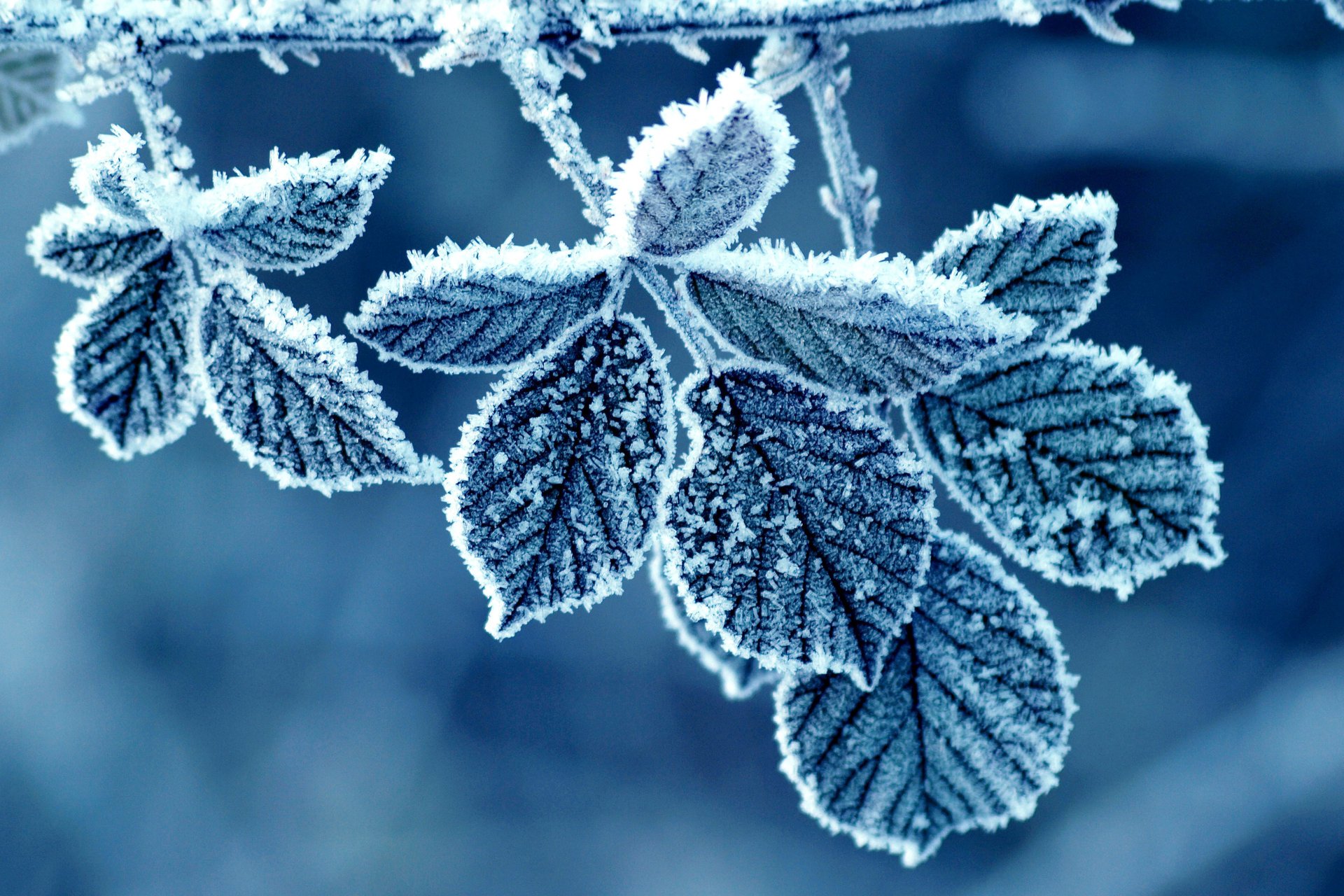 foglie rosa gelo inverno modello mattina gelo