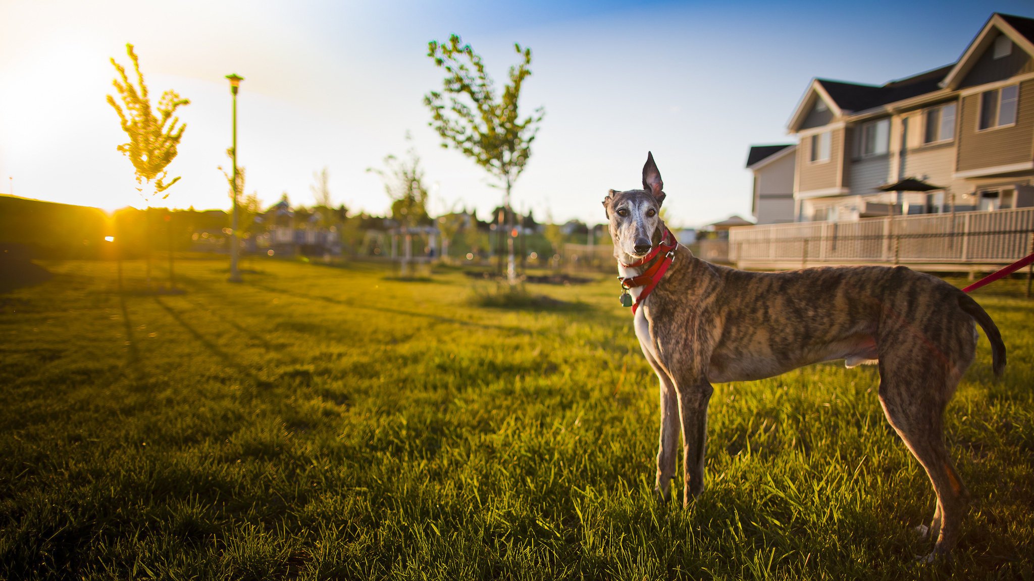 luce cane casa