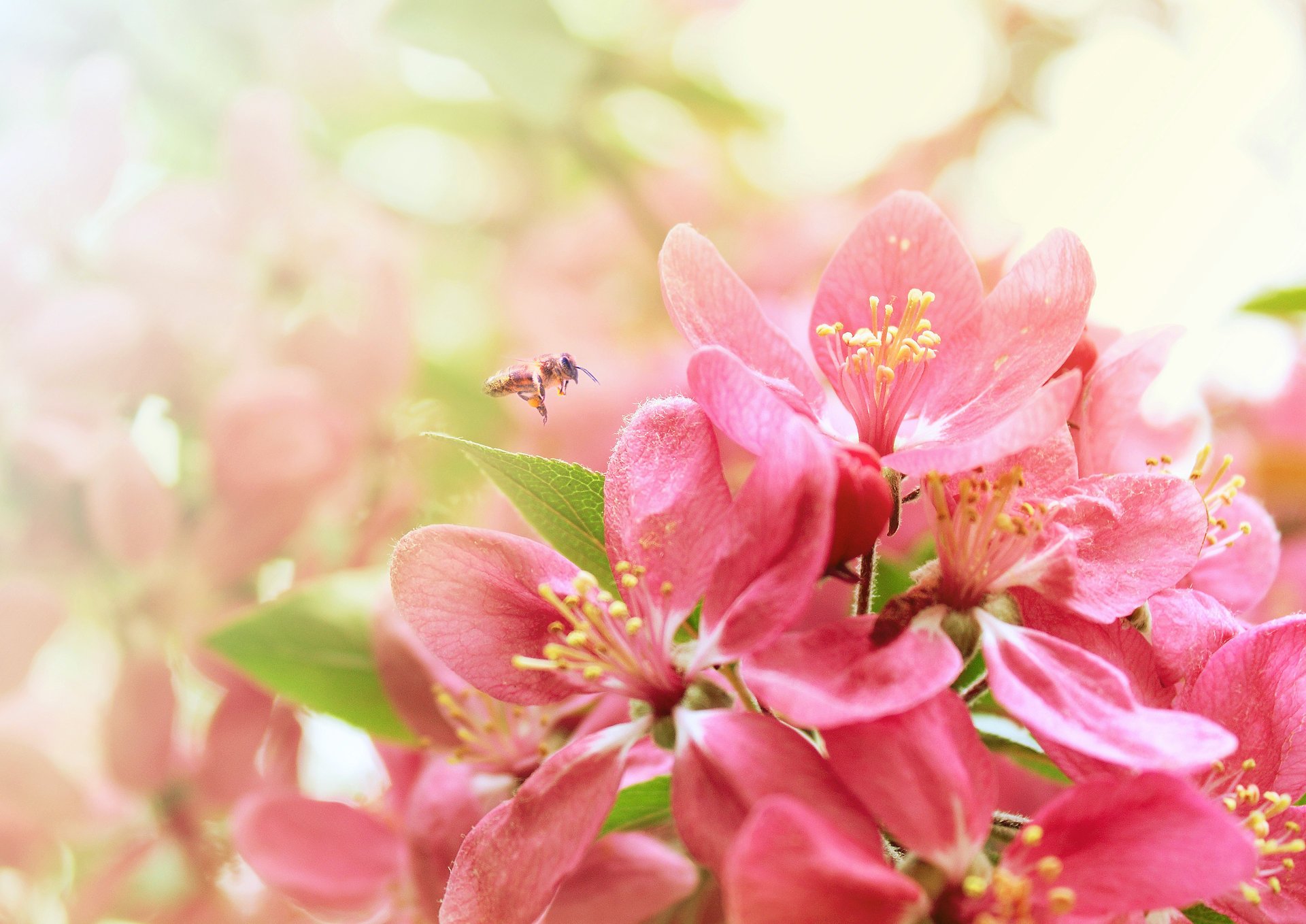 akura flowering spring bee