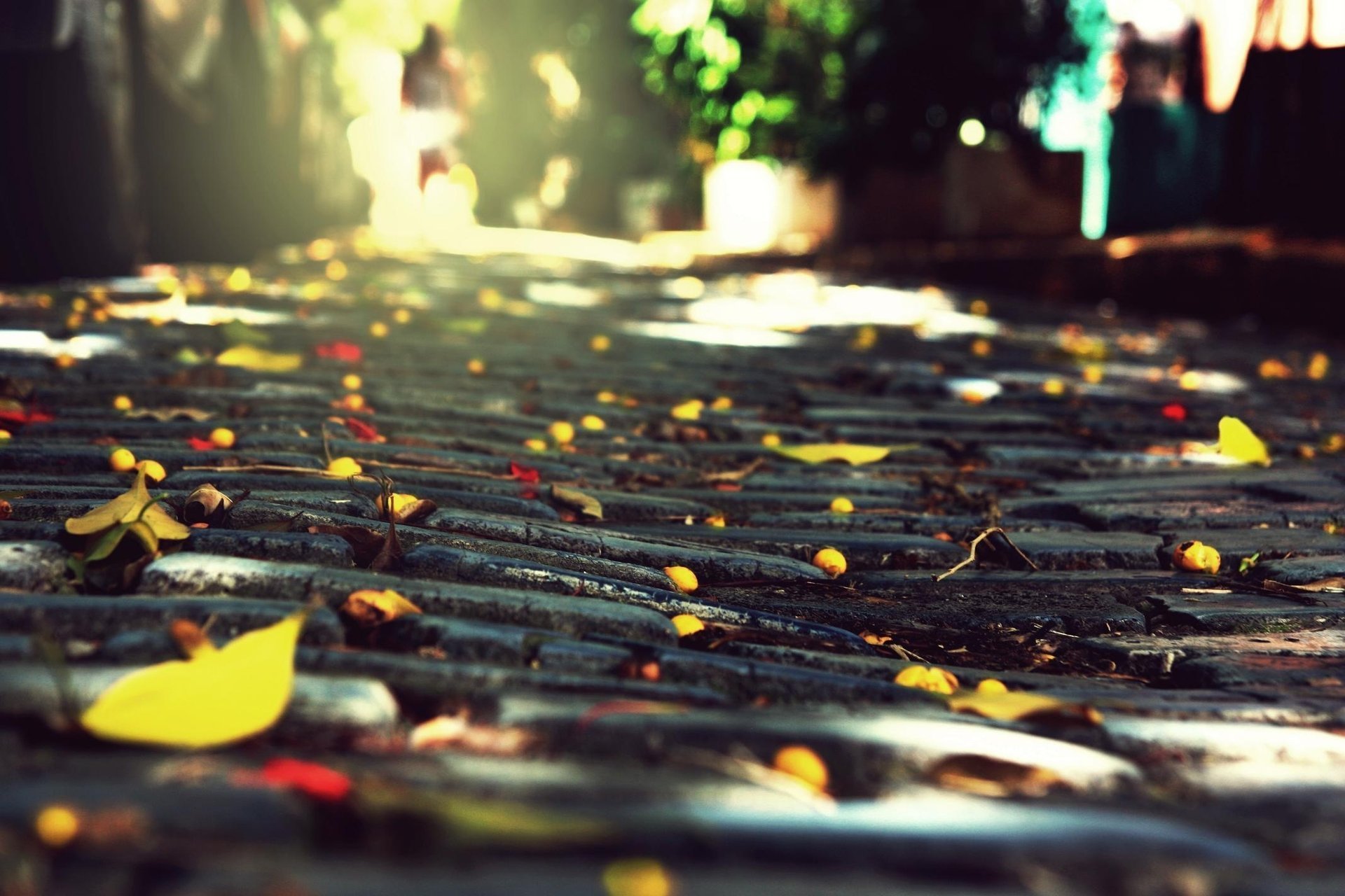 stadt pflastersteine steine herbst laub