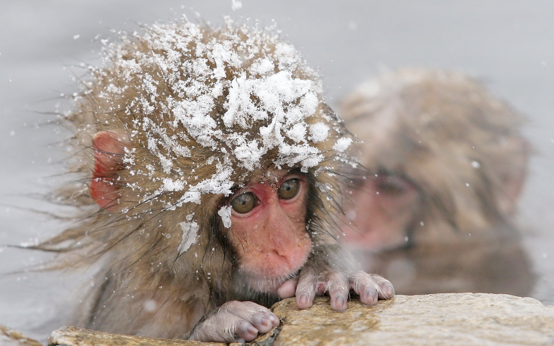 affe schnee winter wasser kälte