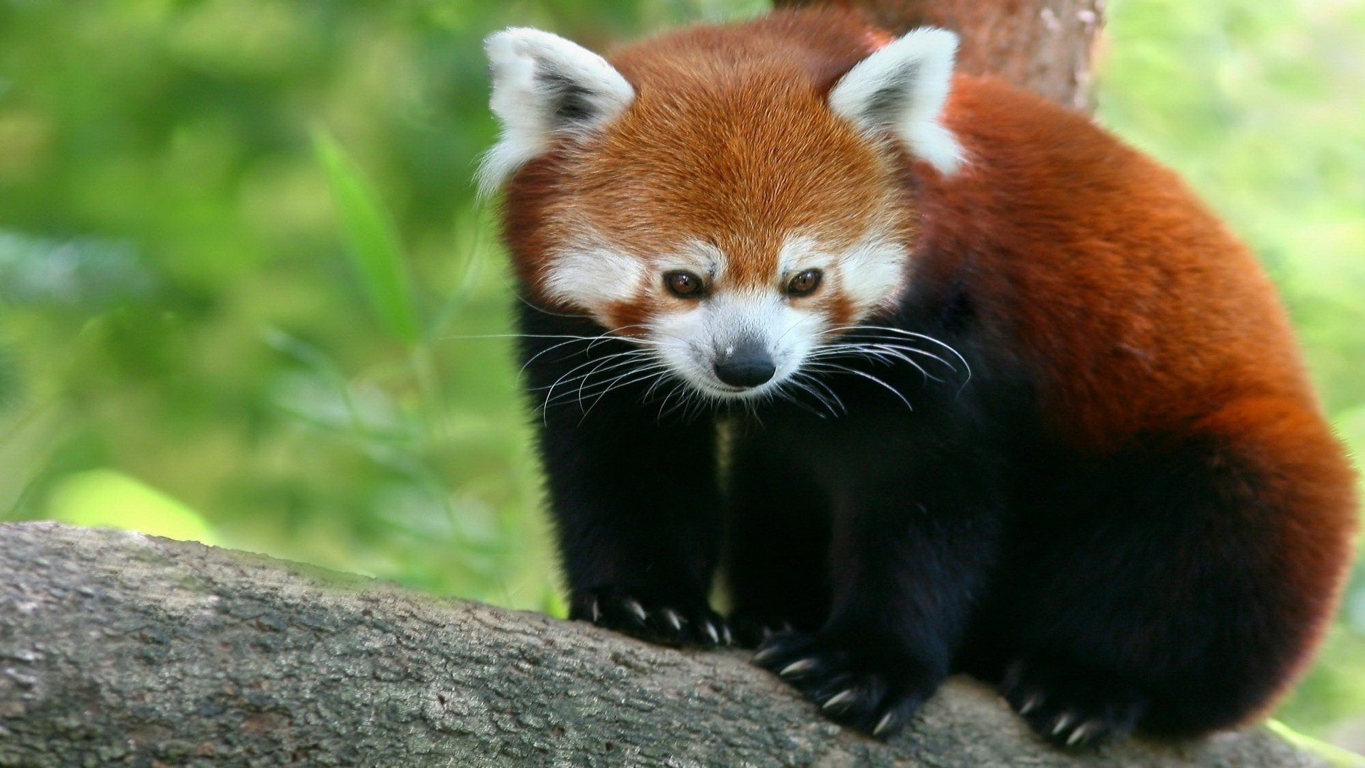 firefox rojo oso de bambú panda pequeño panda