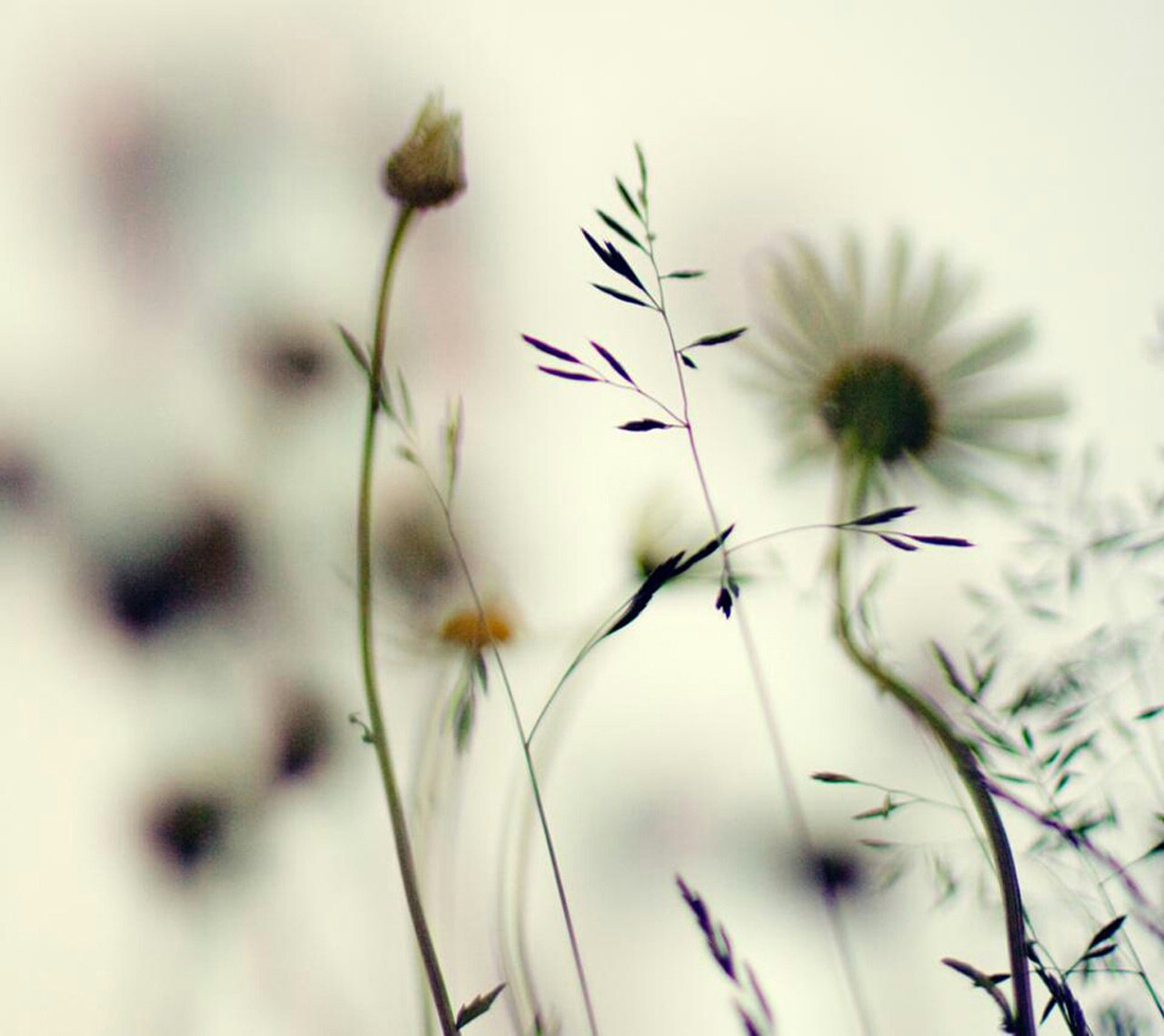 fleurs nature blanc