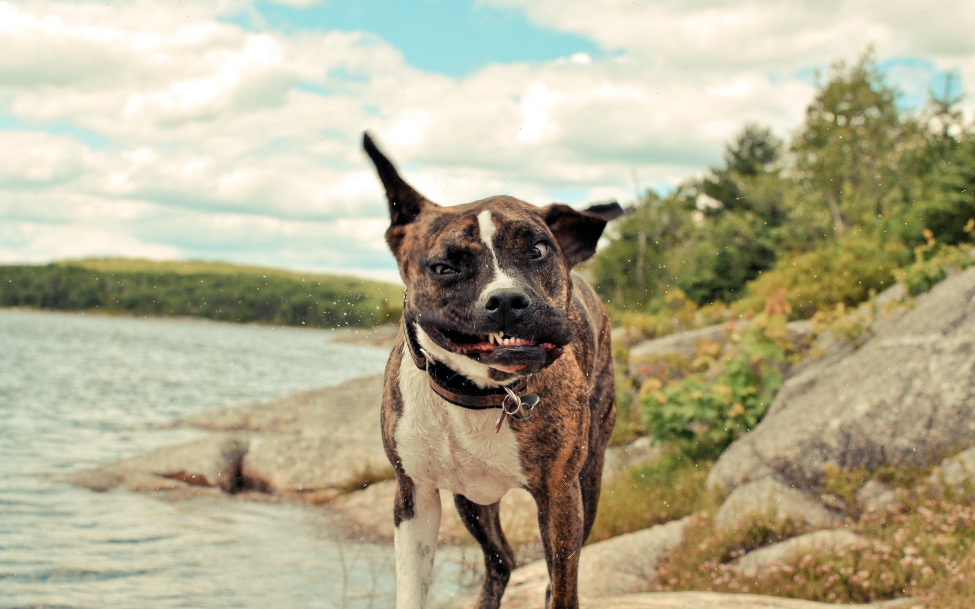 mouvement museau beau chien