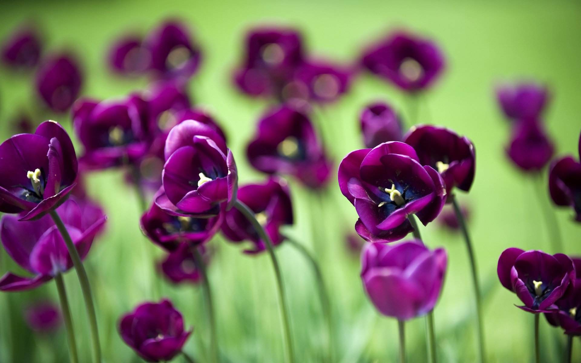 fleurs fleurs fleur fleurs papier peint tulipes tulipe