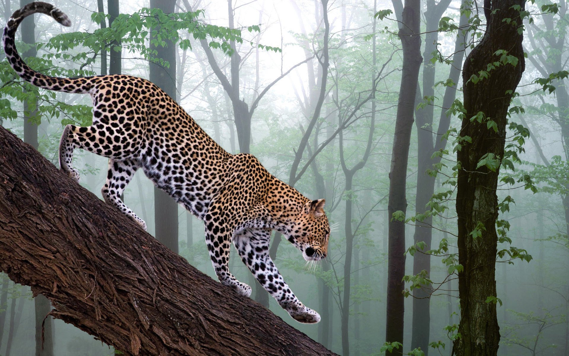 leopard photoshop forest branch