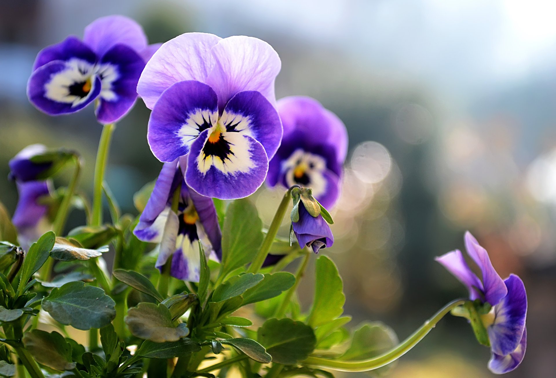 viole del pensiero aiuola estate