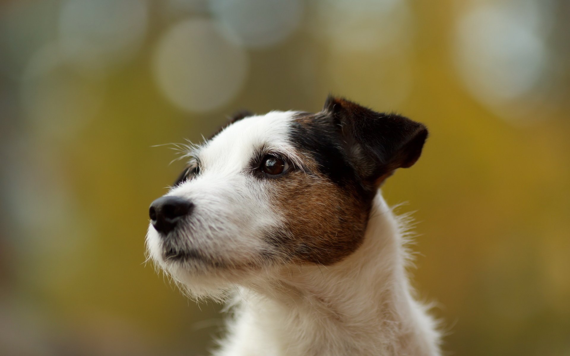 hund hintergrund blick