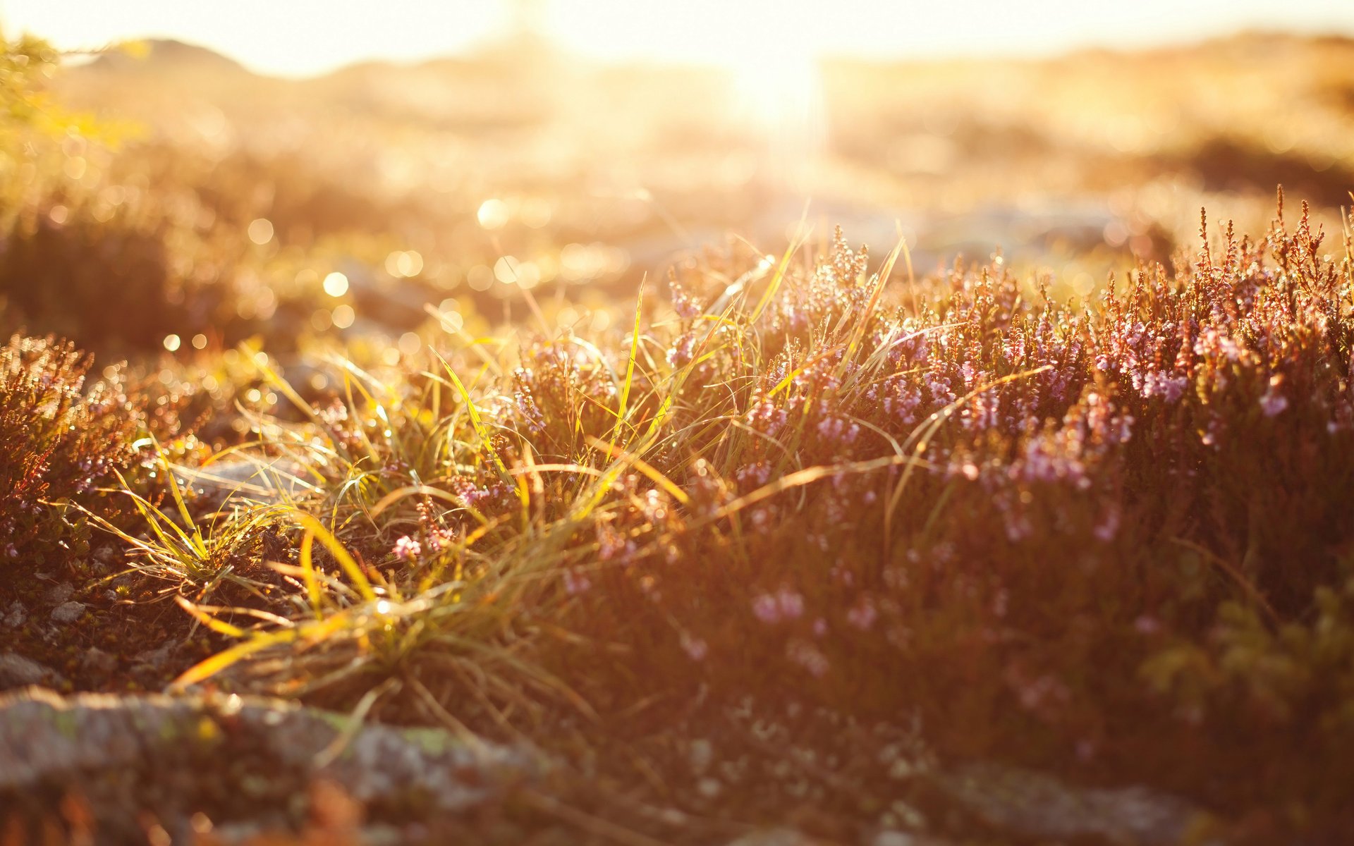 makro gras natur bokeh licht macro natur gras licht bokeh