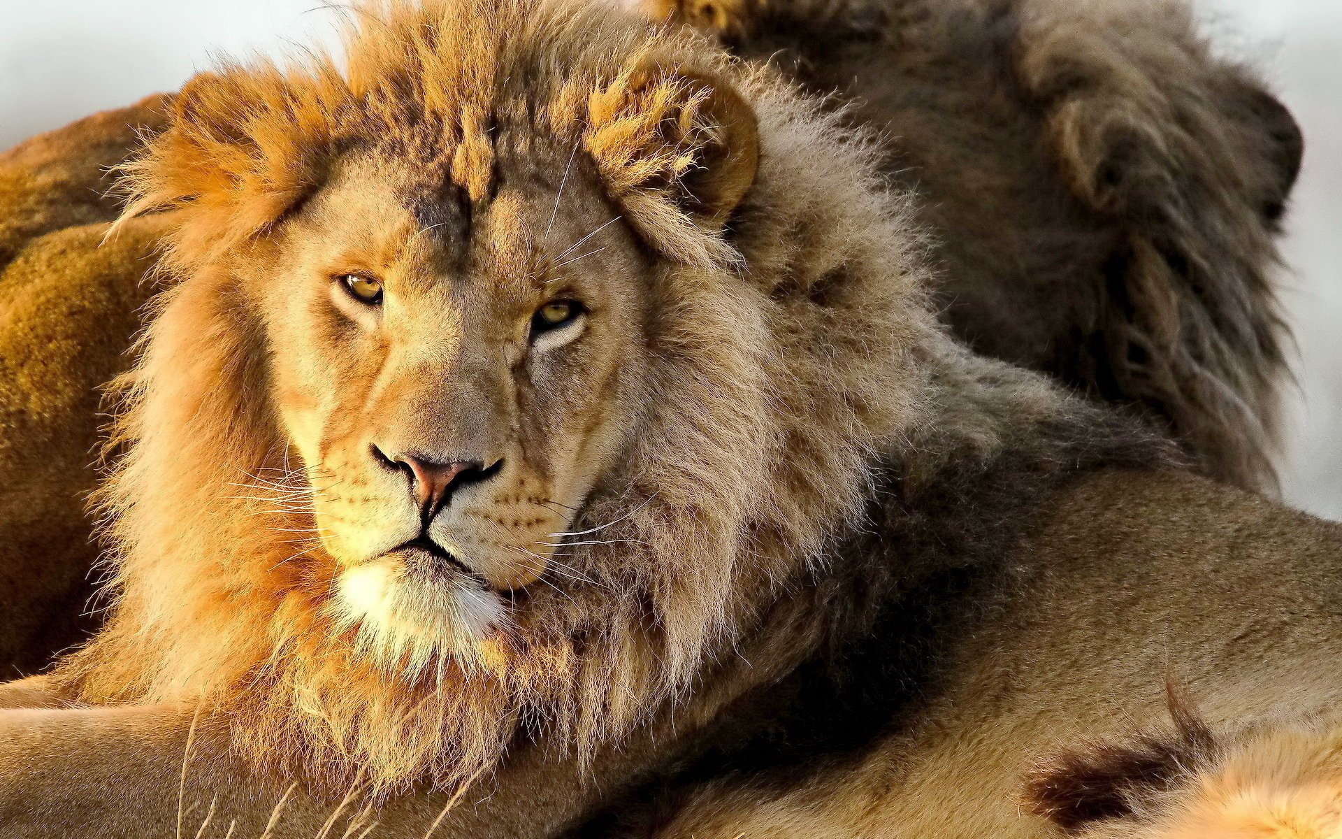 löwe schnauze schnurrbart panthera leo löwe schaut raubtier mähne