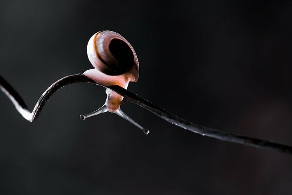 A small snail crawls along the stem