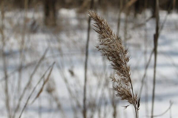 Das Ohr lebt weiter im Winter